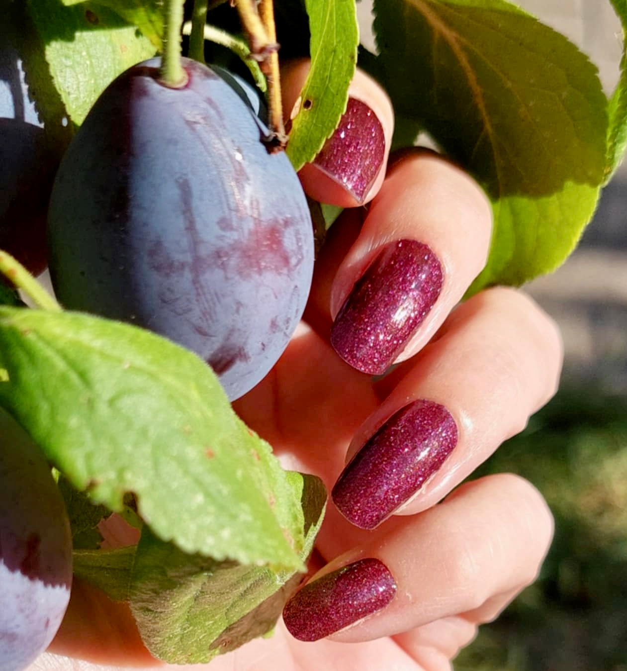 Sangria 16er