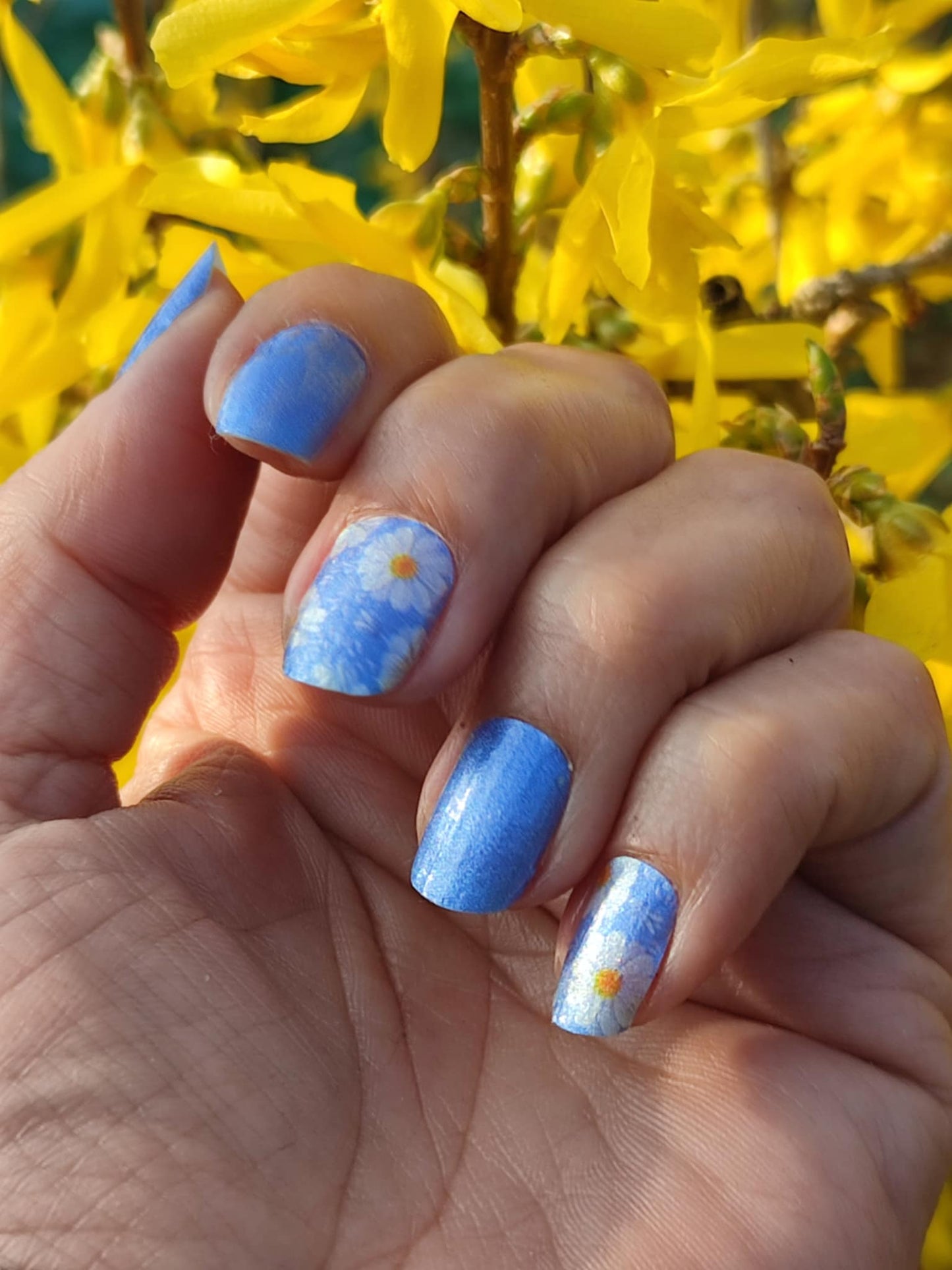 Blue Margarethe 16er
