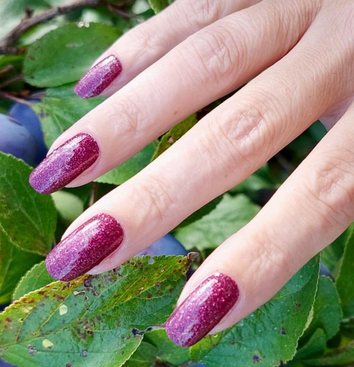 Sangria 16er
