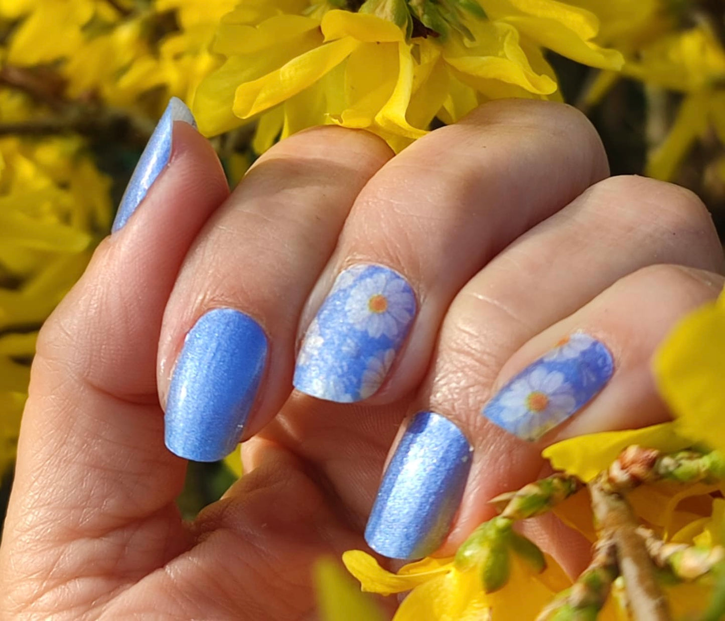 Blue Margarethe 16er