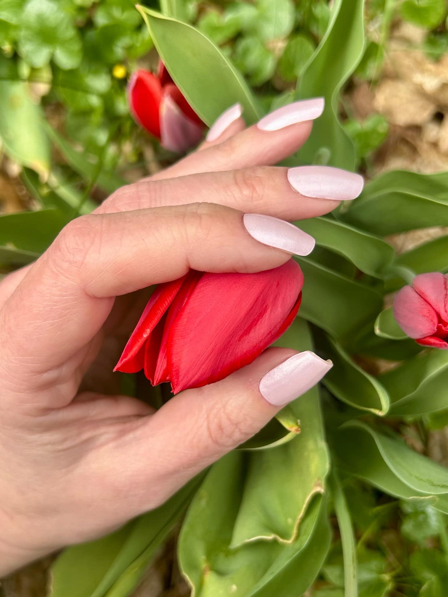 UV Sugar Pearl 16er-Blush&Cherry-Blush and Cherry - UV Gel Folien