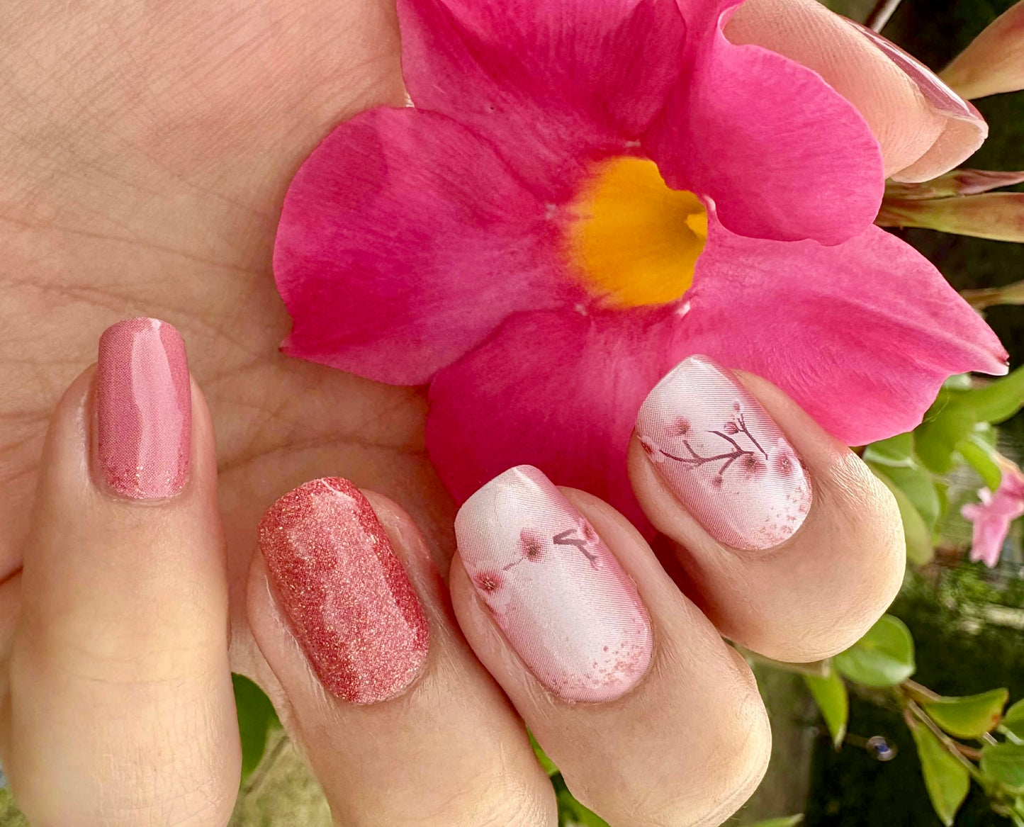 Sakura 16er