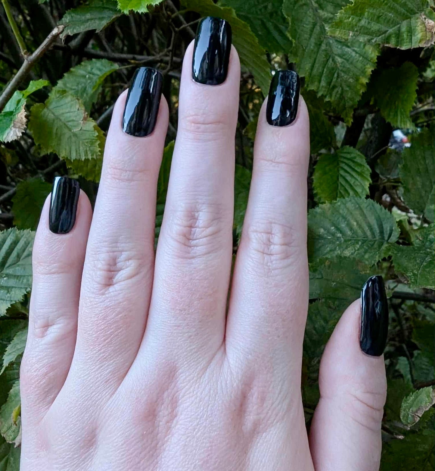 UV Black Lord 20er