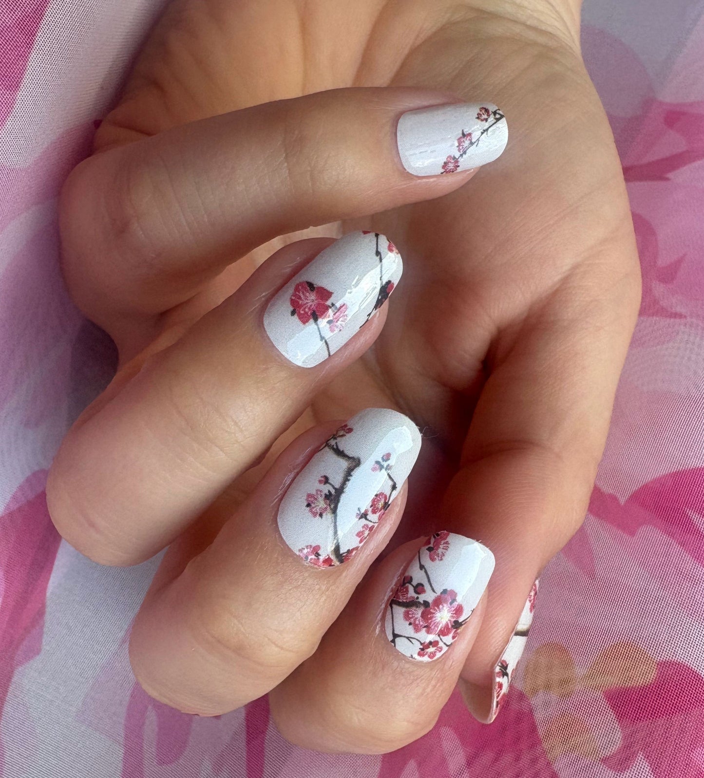 Cherry Bloom 16er