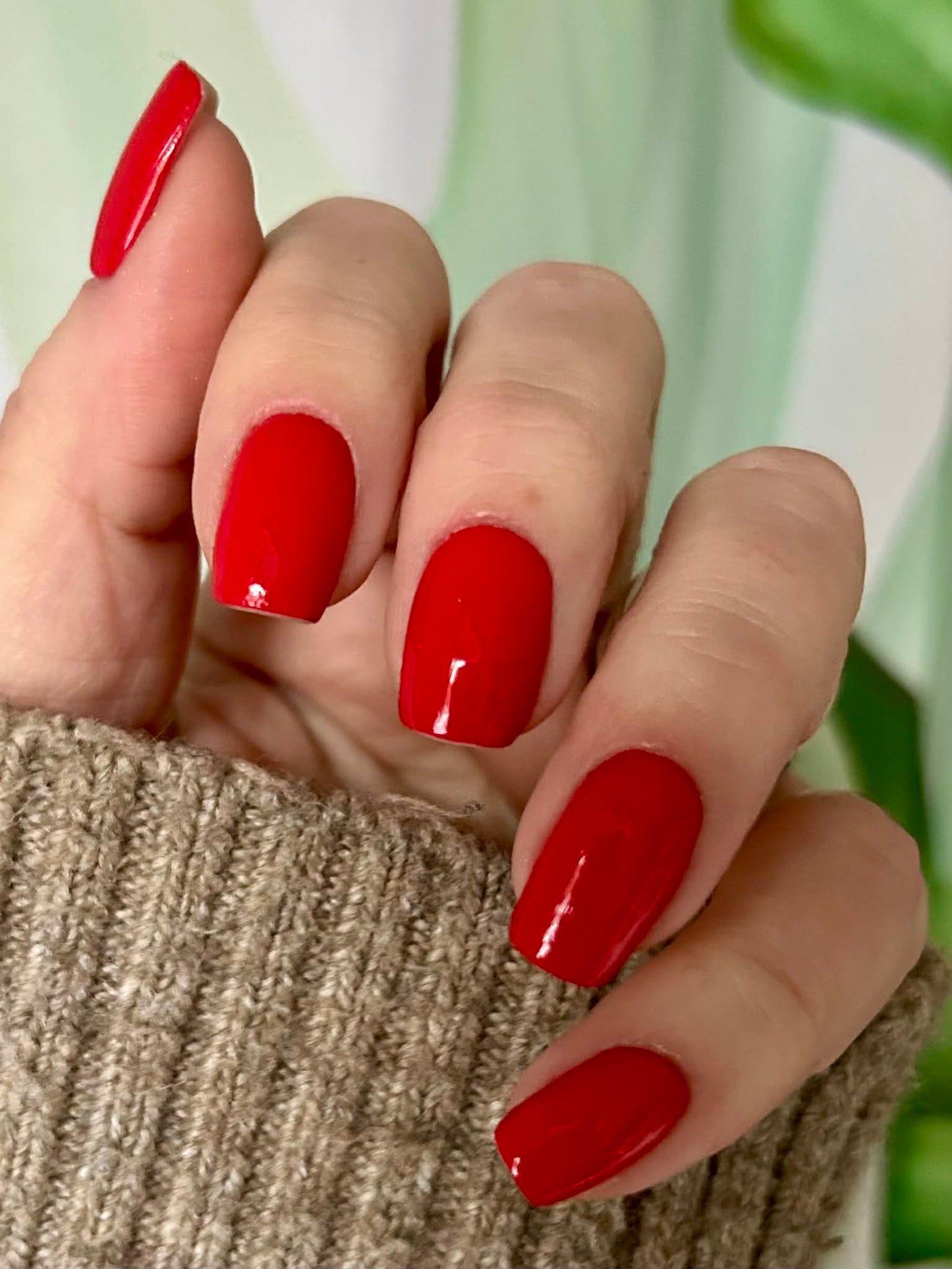 Uni Kaiserkirsche 16er