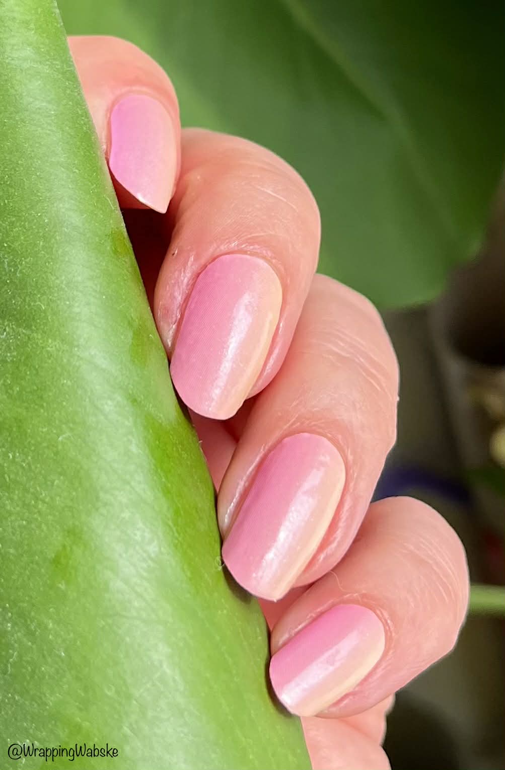 Pink Peach 16er