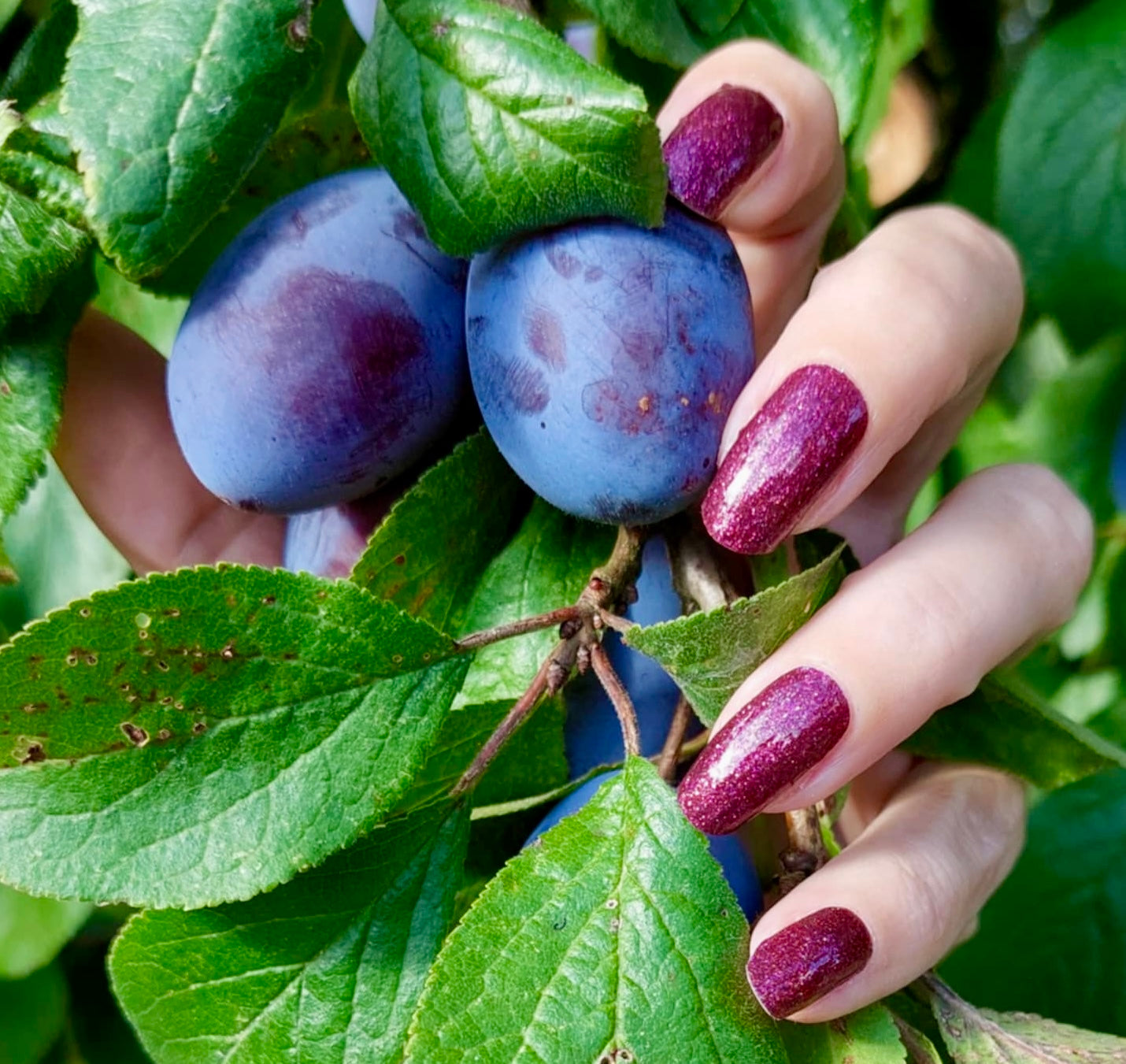 Sangria 16er