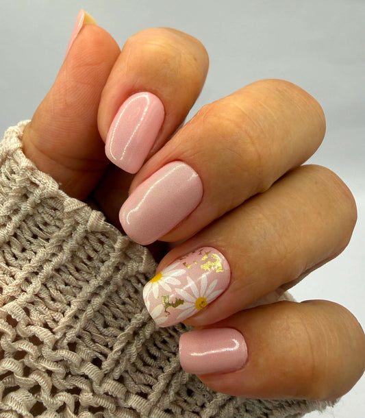 Sweet Bellis 16er