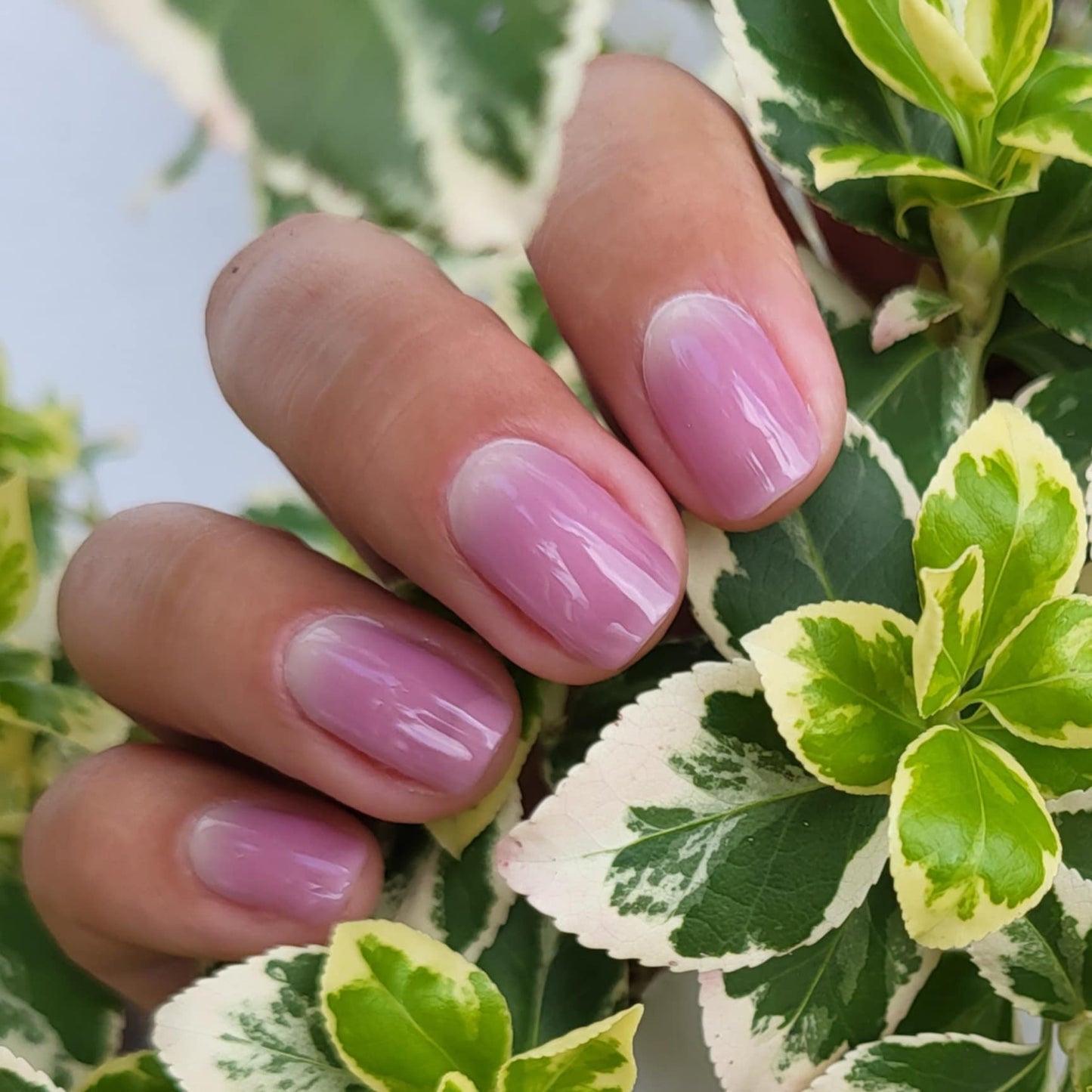 UV Mauve Touch 20er
