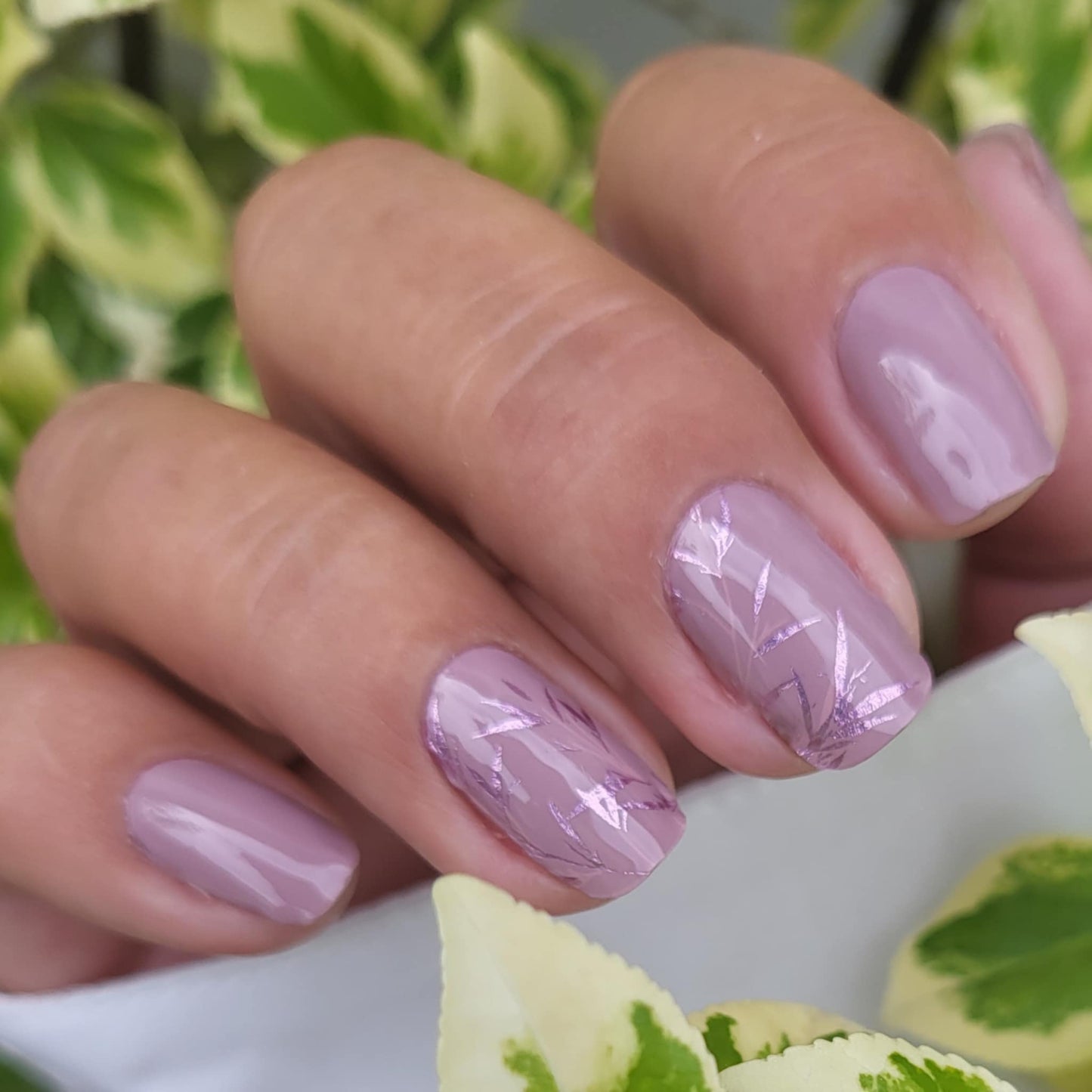 Mauve Whispers 16er