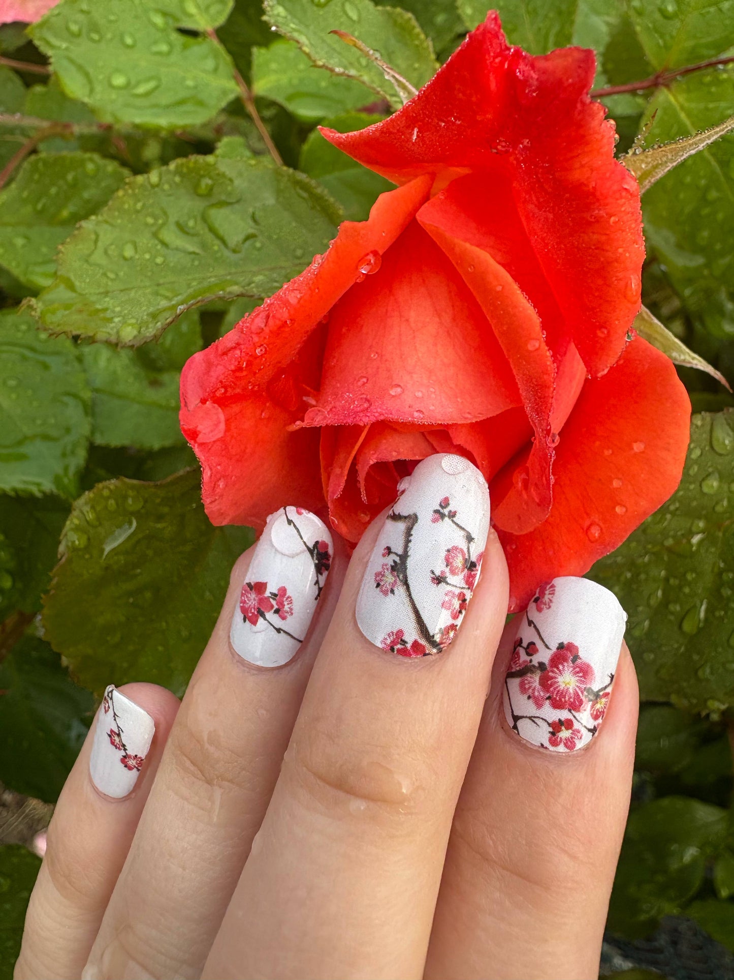 Cherry Bloom 16er