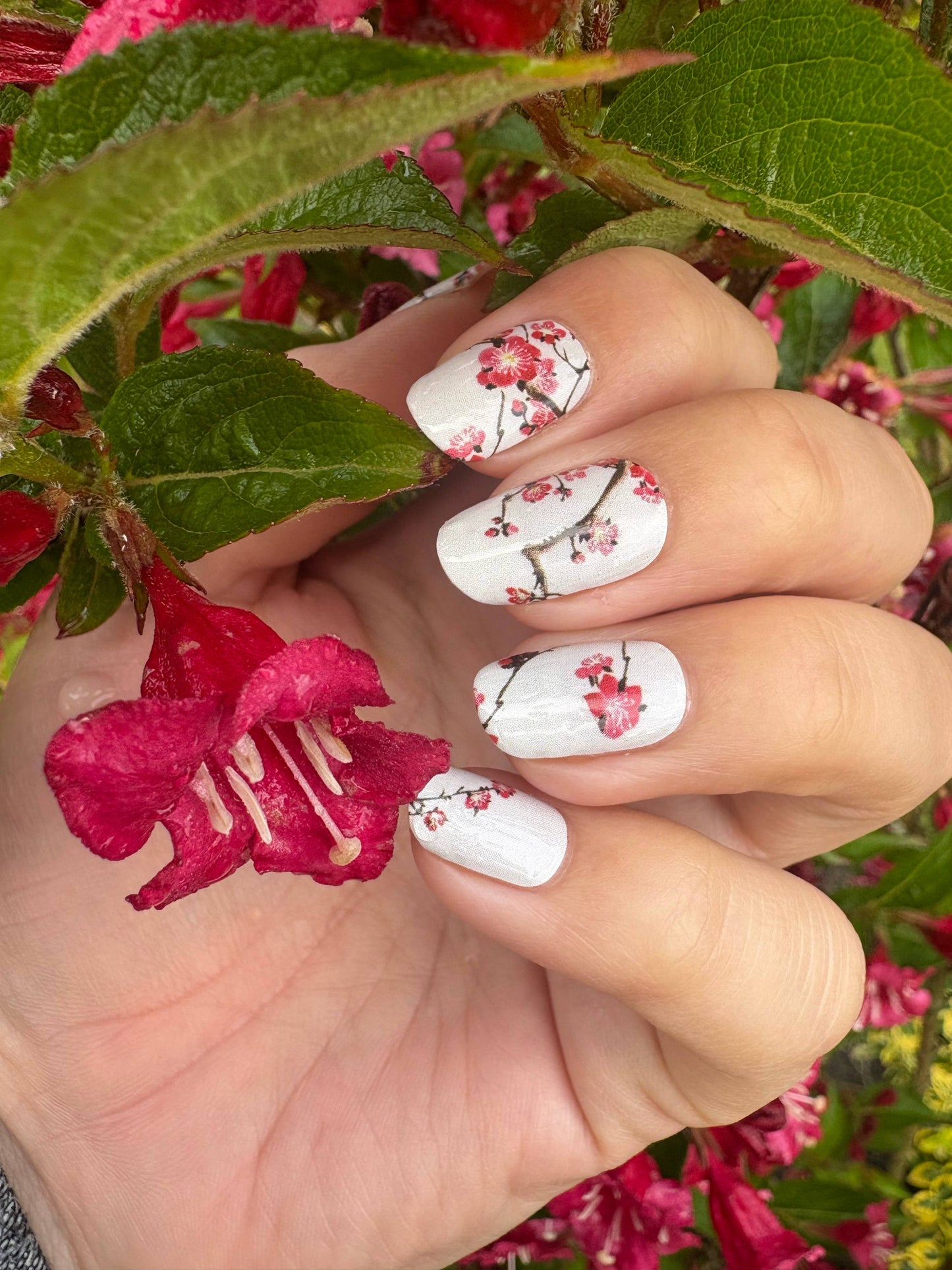 Cherry Bloom 16er